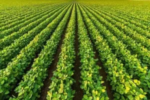  असर खबर का - खटखड़ एवं नीम का खेड़ा क्षेत्र में उर्वरक विक्रेताओं के लाईसेंस निलंबित