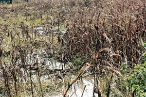 असर खबर का - खरीफ फसलों में हुए नुकसान का सर्वे करने के निर्देश 