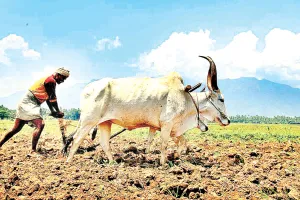 असर खबर का - कोई नहीं ढूंढ पाया बैल तो हटानी पड़ी शर्त