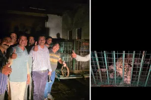 आखिरकार लेपर्ड को किया ट्रेंकुलाइज, नर लेपर्ड शावक बताया जा रहा