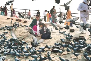  कबूतर कहीं चुग न जाए आपकी सेहत, छतों से सार्वजनिक स्थानों पर कबूतरों का कब्जा