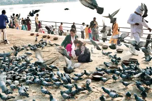सावधान मौत की चौखट पर ले जा रही कबूतरों से दोस्ती
