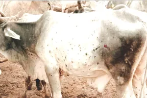201 गौवंश में संक्रमण की पुष्टि : जोधपुर संभाग एक बार फिर चपेट में, दो वर्ष पूर्व हजारों गौवंश बन गया था बीमारी का शिकार