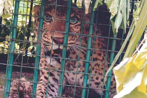 जलेबी के शावक की सर्चिंग के लिए लगाए कैमरा ट्रैप : वाटर प्वाइंट्स और टेरेटरी ट्रैक्स पर इन्हें लगाया गया