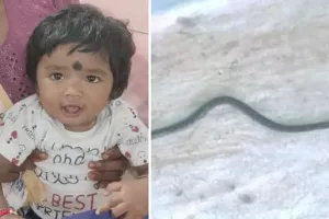 छत्तीसगढ़ में बच्ची ने खिलौना समझकर सांप को पकड़ा : दांतों से कांटा, सांप की मौत 