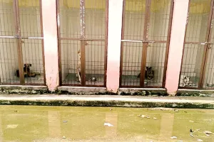 आधे शहर को मिलेगी आवारा श्वानों से मुक्ति