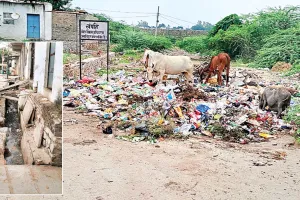 कोटा उत्तर वार्ड 68 - ऊंचे डिवाइडर, खुले नालों में गिरते पशु 