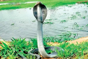 कोबरा के बाद अब शहर में अजगर भी मचा रहा दहशत