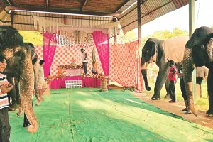 हाथियों संग गणपति का स्वागत : हाथीगांव में गूंजे गणपति बप्पा मोरया के जयकारे