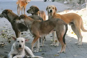 आवारा कुत्तों को खाना डालने की निगम करेगा अलग व्यवस्था