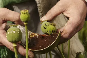 राजस्थान में अफीम की खेती की नीति पर बैठक : लाइसेंस धारी किसानों के नाम ऑनलाइन दर्ज करने, होल्ड लाइसेंस बहाल करने की मांग