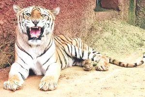 नाहरगढ़ बायोलॉजिकल पार्क : रंभा हुई 21 की, कैप्टिविटी में सबसे ओल्डेस्ट बाघिन