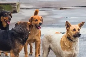 बढ़ते हमले, आंकड़े दे रहे हैं चेतावनी