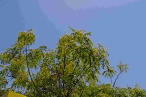 पूर्वी राजस्थान में मानसून सक्रिय, जयपुर में बेरूखी, आज भी कई जिलों में बारिश के आसार 