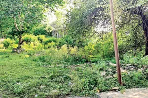 कोटा उत्तर वार्ड 59- क्लीन कोटा, ग्रीन कोटा की तर्ज पर हो रहे वार्ड के काम