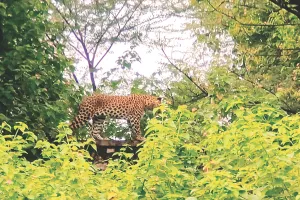 लेपर्ड की हिम्मत-नगर में हड़कम्प : देर रात तक वन विभाग की टीम ने की सर्चिंग, अंधेरा होने के चलते नहीं किया जा सका ट्रेंकुलाइज