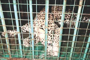 दोनों लेपर्ड शावकों को वन क्षेत्र में छोड़ा : एहतियात के लिए एमएनआईटी में लगा रखे पिंजरे और कैमरा ट्रैप   