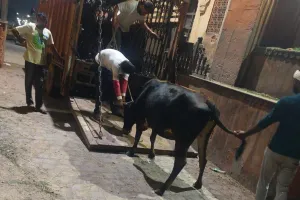 हेरिटेज निगम की कार्रवाई : 17 गौवंश को हिंगोनिया गोशाला पहुंचाया