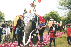 वर्ल्ड एलिफेंट डे पर फैशन शो : हाथीगांव में सोने-चांदी के आभूषणों से लकदक होकर रैंप पर उतरी हथिनियां