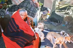 दिल्ली में एक दयालु महिला की भावुक करने वाली कहानी : आवारा जानवरों का बनी सहारा, 70 से 80 आवारा कुत्तों की करती है देखभाल