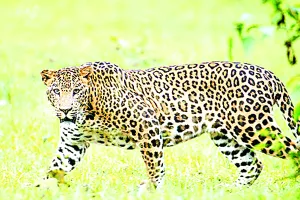 लेपर्ड को पकड़ने के लिए लगाए पिंजरे और कैमरा ट्रैप, वन विभाग की टीम ने की सर्चिंग 