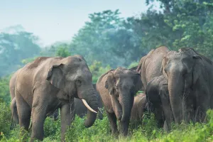 अंतिम दर्शन के कगार पर पहुंचते हाथी