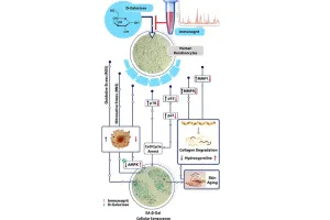 इम्यूनोग्रिट करेगा अजरता-अमरता के वरदान को सिद्ध : अंतरराष्ट्रीय रिसर्च जर्नल Archives of Gerontology and Geriatrics में शोध प्रकाशित