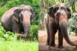 कानूनी निर्देश के तहत माधुरी का स्थानांतरण, वंतारा देगा वापसी में पूरा सहयोग