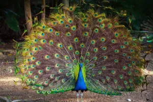 अध्ययन में खुलासा, मोर के पूँछ के पंख छोड़ सकते हैं लेजर किरणें