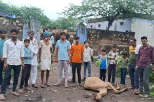 राजपुर बड़ा गांव में पैंथर का हमला, 2 ऊंट के बच्चों को बनाया शिकार 