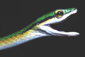 ब्राजील के जंगलों में मिला मूंछों वाला सांप : हरा रंग, लंबाई महज 34 इंच