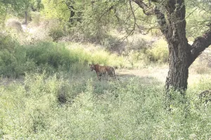 बारिश में थमी जंगल सफारी की रफ्तार, नाहरगढ़ में लायन और टाइगर सफारी सात दिन बंद