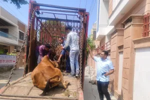 हेरिटेज निगम की कार्रवाई, बेसहारा गोवंश पहुंचे हिंगोनिया गोशाला