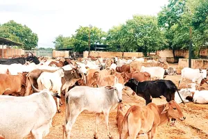 गौशाला में चिकित्सा सुविधाओं का अभाव