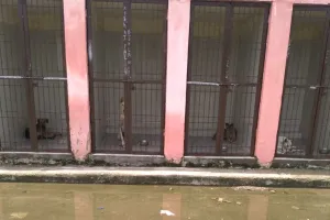 ऐसे तो बरसों तक नहीं होगी आवारा कुत्तों की संख्या नियंत्रित