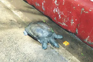 आमेर स्थित रामबाग में भी आया पानी : सागर से बाहर आए मगरमच्छ की दूसरे दिन भी तलाश, लोगों को किया अलर्ट 