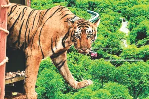 वाइल्ड लाइफ इंस्टीट्यूट ऑफ इंडिया खोज रहा मुकुंदरा में बीमारियां : टाइगर रिजर्व मैनेजमेंट में मिलेगी मदद, बीमारियों व इंफेक्शन से बचाना उद्देश्य