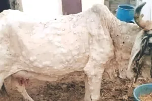 जोधपुर में फिर गौवंश पर लंपी की दस्तक : प्रशासन मौन, गौसेवक बीमार गौवंश की बचा रहे जान; गौवंश के लिए वार्ड बनाकर इलाज जारी