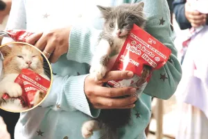 इंडोनेशिया में आंदोलन से डरे नेता बिल्लियों को घर छोड़कर भागे, लोग बोले- जो पालतू जानवरों के नहीं हुए वो हमारे क्या होंगे