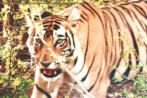 युवा बाघिन आरवीटी-8 ने किया कालदा के दुर्गम जंगलों का रुख, वन विभाग ने इलाके में बढ़ाई निगरानी