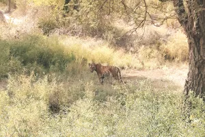 बारिश से खराब हुए टाइगर और लायन सफारी के ट्रैक हुए दुरुस्त, पर्यटक फिर से सफारी में बाघ और शेरों के कर रहे हैं दीदार