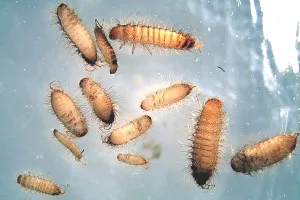 बच्चों के डायपर में ऑस्ट्रेलिया पहुंचा खापरा बीटल : 1.58 लाख करोड़ रुपए के अनाज को खतरा, कीट मूल रूप से भारत में है पनपा 