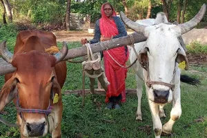 बैल पालन पर मिलेगा 30 हजार का अनुदान :  आवेदन संख्या तेजी से बढ़ने की संभावना, अब तक 19 आ गए आवेदन