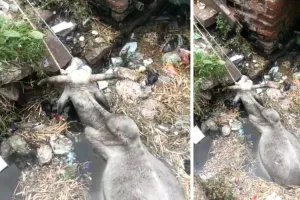 खानपुर नगर पालिका का मामला : गंदगी व कचरे से नाला अवरूद्ध, मंडराया बीमारियों का खतरा