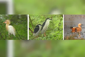 उम्मेदगंज पक्षी विहार, अभेड़ा तालाब,जोहराबाई का तालाब व बायोलॉजिकल पार्क बना बर्ड्स वॉचिंग का डेस्टिनेशन