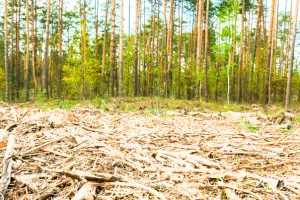 आखिर कैसे बचेंगे पेड़ और जंगल