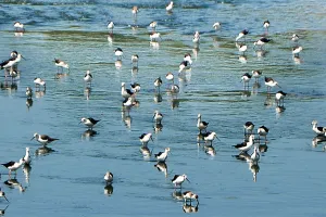 गंदे नालों में देशी-विदेशी पक्षियों का बसेरा, शहर के अधिकतर नाले गंदे, नियमित नहीं हो रही सफाई