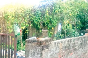 कोटा दक्षिण वार्ड 50- सफाई चकाचक, खाली प्लॉट बने परेशानी, पार्क में काटी जा रही घास