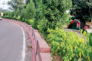 4 राज्यों ने किया बैन : जिस पौधे को चंबल रिवर फ्रंट में जमकर लगाया, बिना जांच के सार्वजनिक स्थानों पर लगाए खतरनाक पौधे