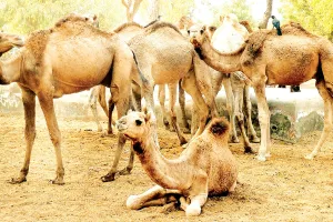 रेगिस्तानी जहाज की संख्या घटी : कोटा में रह गए 1862, अब बीमा बनेगा संबल, अस्तित्व खतरे में 